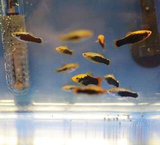 LL Boerse Juni 22 Bild 22