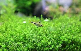 Kleiner Fisch schwebt über dichtem grünem Aquarienpflanzenbewuchs.