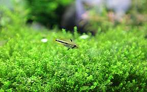 Kleiner Fisch schwebt über dichtem grünem Aquarienpflanzenbewuchs.