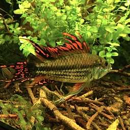 A. cacatuoides