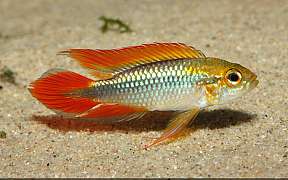 Nahaufnahme eines Apistogramma agassizi Fisches mit roten Flossen auf Sandboden