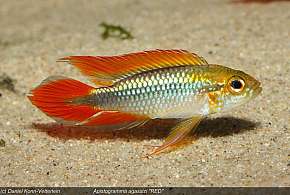 A. agassizi Tripple Red2