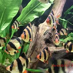 Mehrere Tigerbarbenfische schwimmen in einem Aquarium mit grünen Pflanzen und Holz