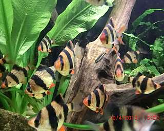 Mehrere Tigerbarbenfische schwimmen in einem Aquarium mit Pflanzen und Holz