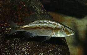 Dimidochromis compressiceps female HS klein