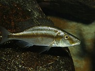 Dimidochromis compressiceps female HS klein