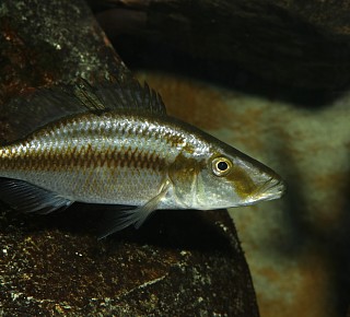 Dimidochromis compressiceps female HS klein