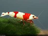 193 9c09a9544ca1b0b4a7d3dbbdfe428449a19f2105