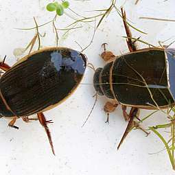 Zwei schwarze Wasserkäfer mit braunen Beinen auf weißem Untergrund mit Wasserpflanzen