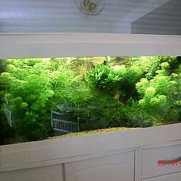 Großes Aquarium mit grünen Wasserpflanzen und Beleuchtung auf einem weißen Schrank
