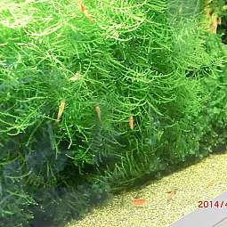 Grüne Aquarienpflanzen mit kleinen roten Garnelen und Kiesboden