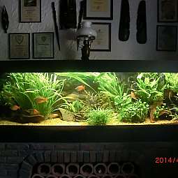 Langes Aquarium mit grünen Wasserpflanzen