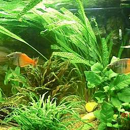 Aquarium mit grünen Wasserpflanzen