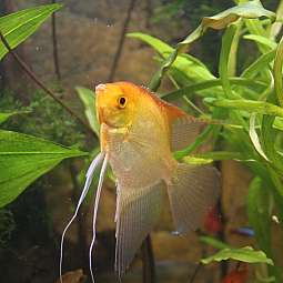 Gelber Skalarfisch schwimmt zwischen grünen Wasserpflanzen im Aquarium