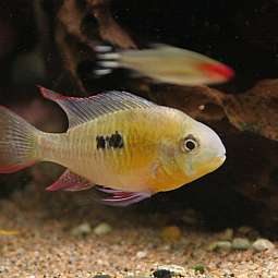 Gelblich-roter Fisch mit schwarzen Flecken im Aquarium vor Sand und Pflanzen