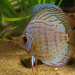 Nahaufnahme eines bunten Diskusfischs im Aquarium mit Sandboden und Pflanzen
