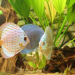 Mehrere bunte Diskusfische schwimmen zwischen Pflanzen und Wurzeln in einem Aquarium