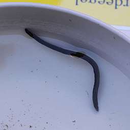 Ein schwarzer Wurm schwimmt in einem weißen Behälter mit Wasser