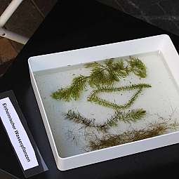 Verschiedene einheimische Wasserpflanzen in einem weißen Behälter mit Wasser