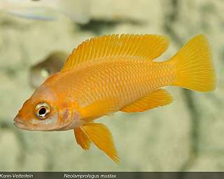 Nahaufnahme eines gelben Neolamprologus mustax Fisches im Aquarium