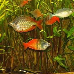 Mehrere bunte Fische schwimmen in einem mit Wasserpflanzen bewachsenen Aquarium