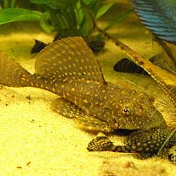 Gefleckter Antennenwels auf sandigem Aquariumgrund mit Pflanzen im Hintergrund