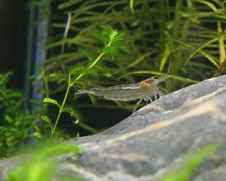 Amano Garnele