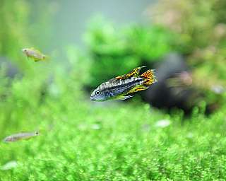 Bunter Fisch mit orange-schwarzen Flossen schwimmt im grünen Aquarium