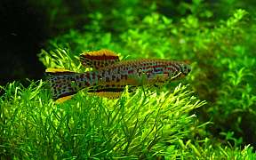 Fundulopanchax gardneri
