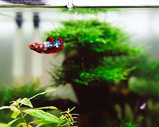 Bunter Kampffisch schwimmt im Aquarium mit grünen Wasserpflanzen
