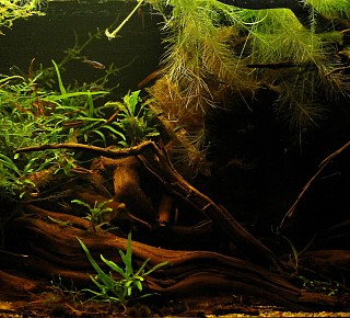 Das Borneobecken von Sebastian Kuikstra kommt erst durch die Pflanzen richtig zur Geltung.