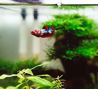 huy phan nJrSZM OaJg unsplash