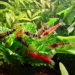Mehrere bunte Garnelen auf grünen Wasserpflanzen in einem Aquarium