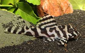 beautiful juvenile L 66