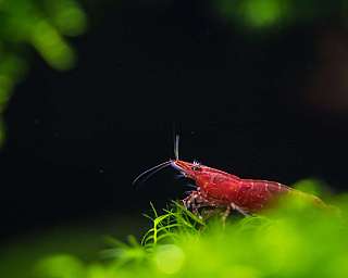 Rote Garnele auf grünen Wasserpflanzen vor dunklem Hintergrund im Aquarium