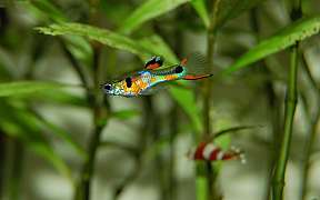 Endlers Guppy