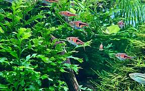 Tokio Aquarium1