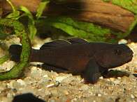 Mugilogobius sarasinorum